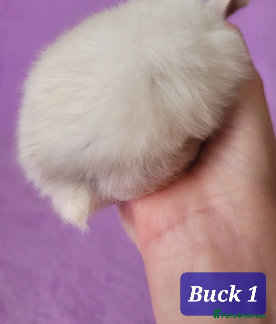 Mini Lop rabbits for sale: Available Beautiful Purebred Mini Lop Bunnies - Advert 2