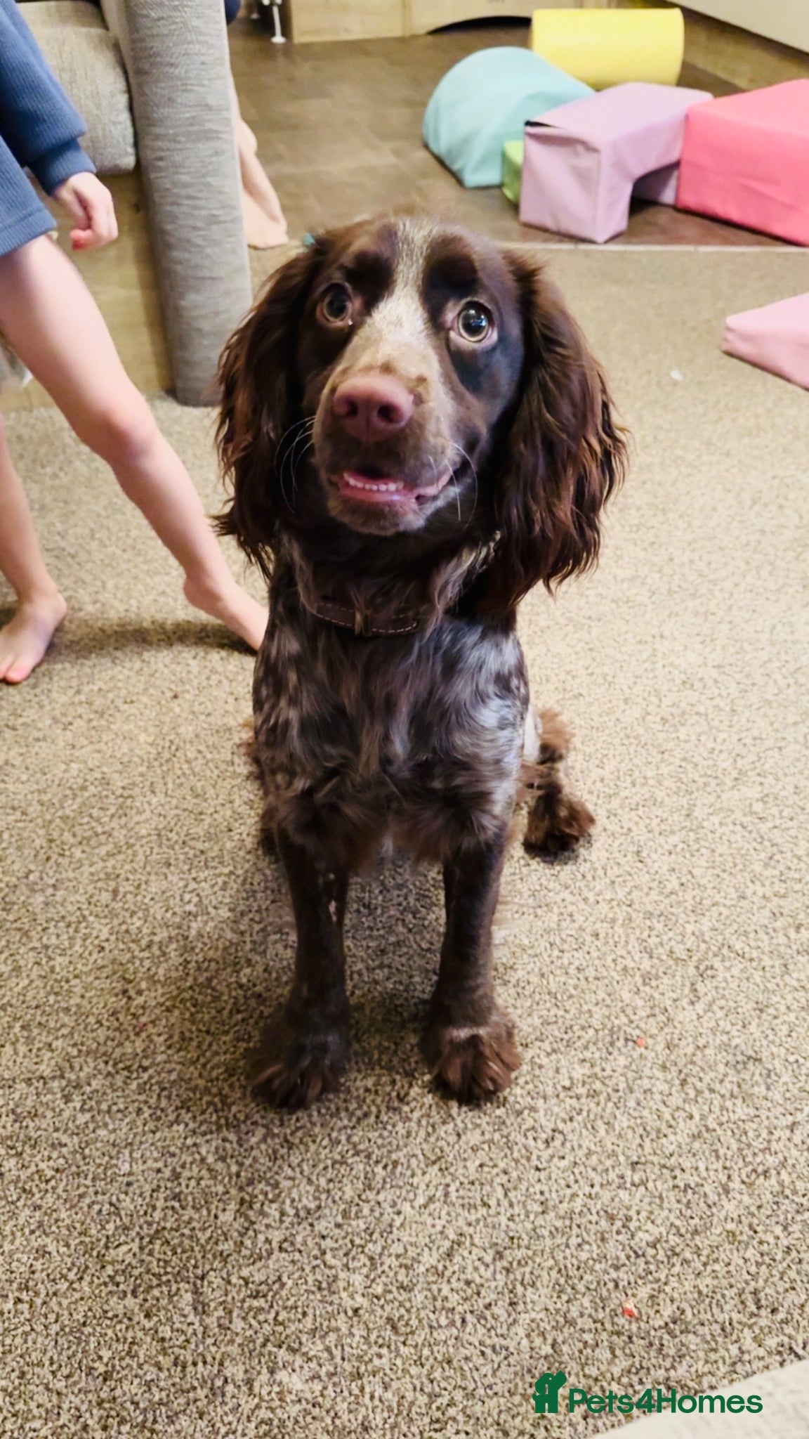 Cocker Spaniel dogs for sale: Cocker spaniel 2 years old  - Advert 2