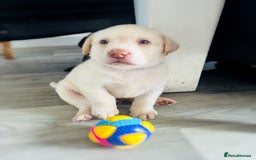 Labrador Retriever dogs for sale: Chunky Chocolate and white Labrador pups in Plymouth - Image 29