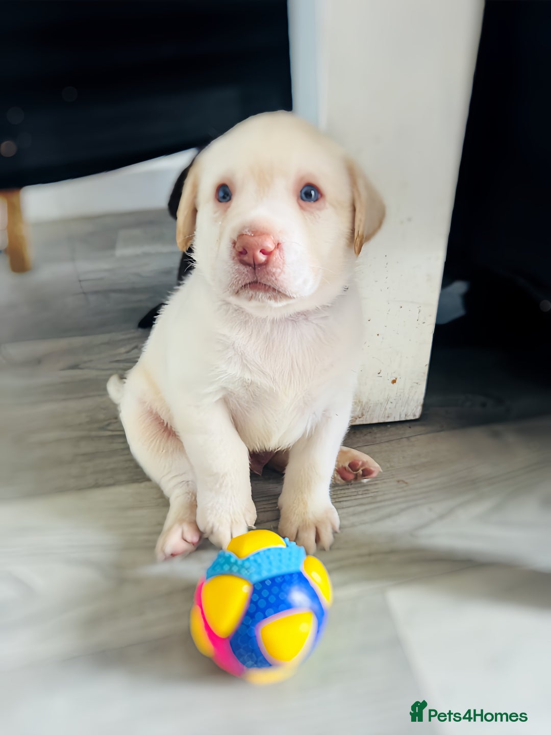 Labrador Retriever dogs for sale: Chunky Chocolate and white Labrador pups in Plymouth - Image 29