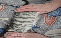 Mixed Breed cats for sale: Mixed bengal kittens  - Image 27