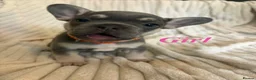 French Bulldog dogs for sale: Stunning French bull dog puppy’s for sale  - Advert 13