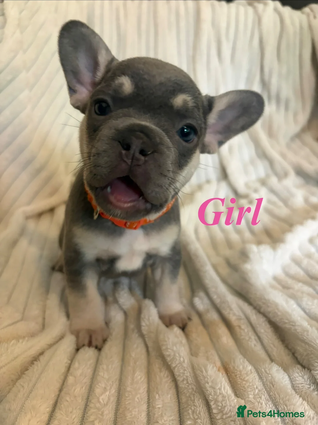 French Bulldog dogs for sale: Stunning French bull dog puppy’s for sale  - Advert 13