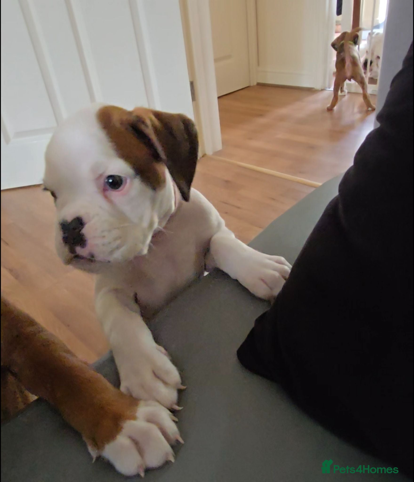 Boxer dogs 🐶Beautiful Boxer Puppy Seeking Her Forever Home🐶 - Advert 2