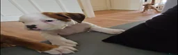 Boxer dogs for sale: 🐶Beautiful Boxer Puppy Seeking Her Forever Home🐶 - Advert 1