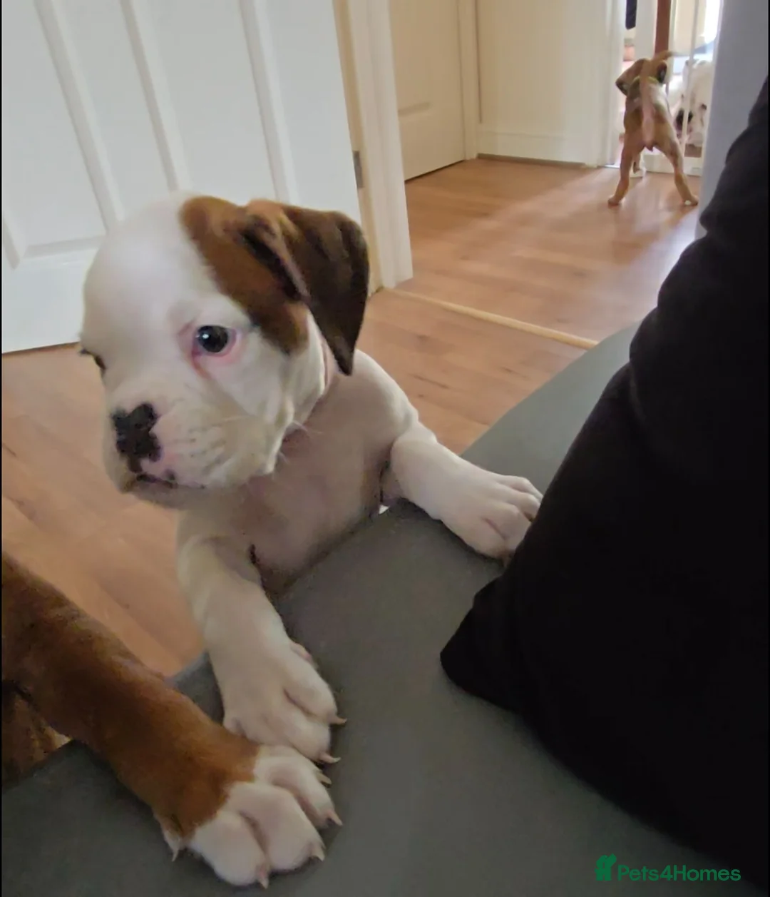 Boxer dogs for sale: 🐶Beautiful Boxer Puppy Seeking Her Forever Home🐶 - Advert 1