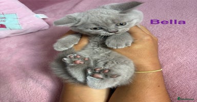 British Shorthair cats - Advert 3