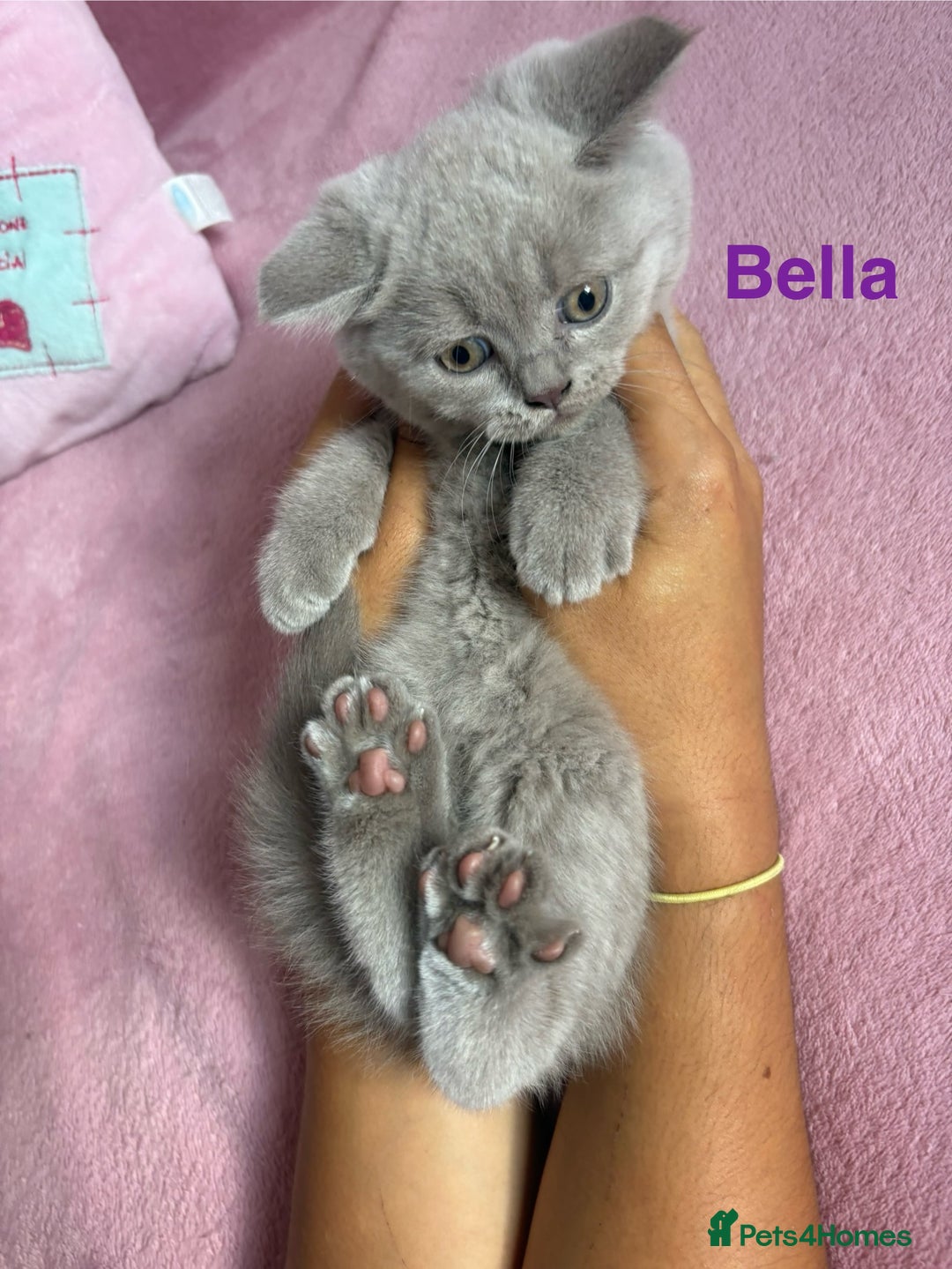 British Shorthair cats for sale: BSH Blue, White rare, Cream, Grey adorable kittens - Image 2
