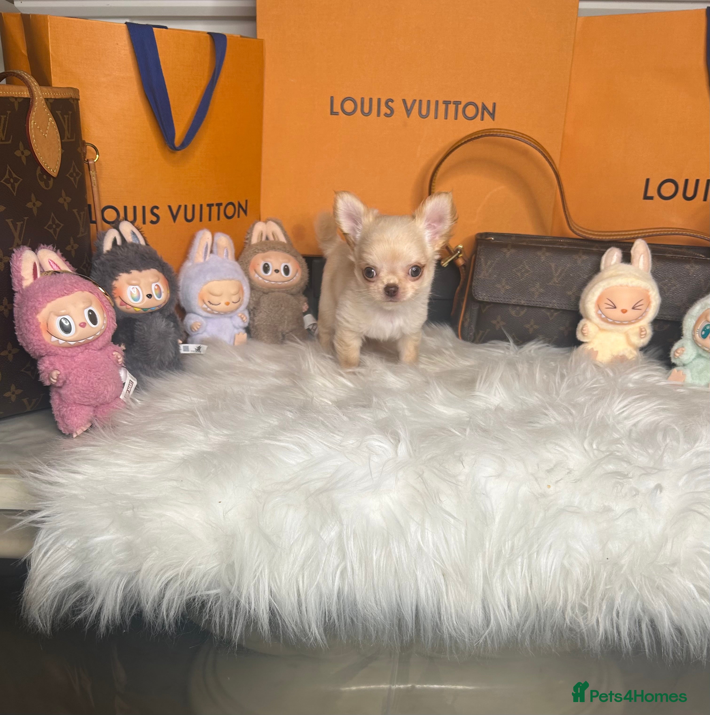 Chihuahua dogs Tiny cream Chihuahua boy KC  - Advert 9