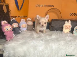 Chihuahua dogs Tiny cream Chihuahua boy KC - Advert 11