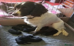 Sprocker dogs for sale: Sprocker puppies ready for new adventures! - Image 3