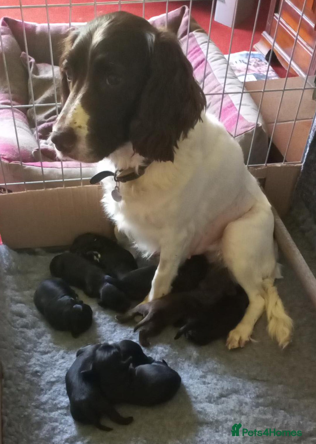 Sprocker dogs for sale: Sprocker puppies ready for new adventures! - Image 3