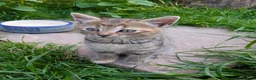 Mixed Breed cats for sale: Ready to leave... Gorgeous Bengal X Kittens - Advert 10