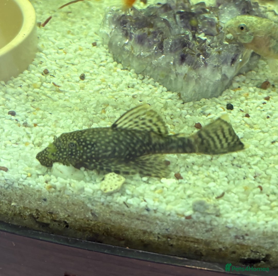 Angelfish fish for sale: Angelfish for Sale in Dagenham - Image 8