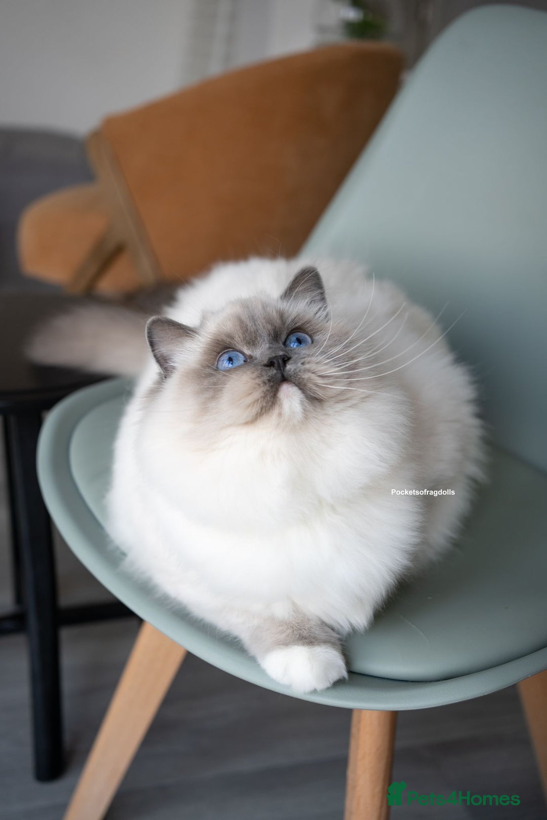 Ragdoll cats for sale: Beautiful Blue Mitt Ragdoll Kitten 😻 - Image 3