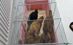 Chickens poultry for sale: Peckin Chicken 4x - Image 2