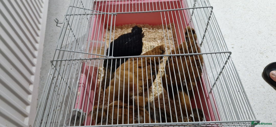 Chickens poultry for sale: Peckin Chicken 4x - Image 2