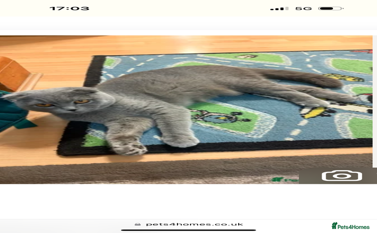 Scottish Fold cats - Advert 1