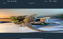 Dragon reptiles for sale: Bearded Dragon  - Image 5