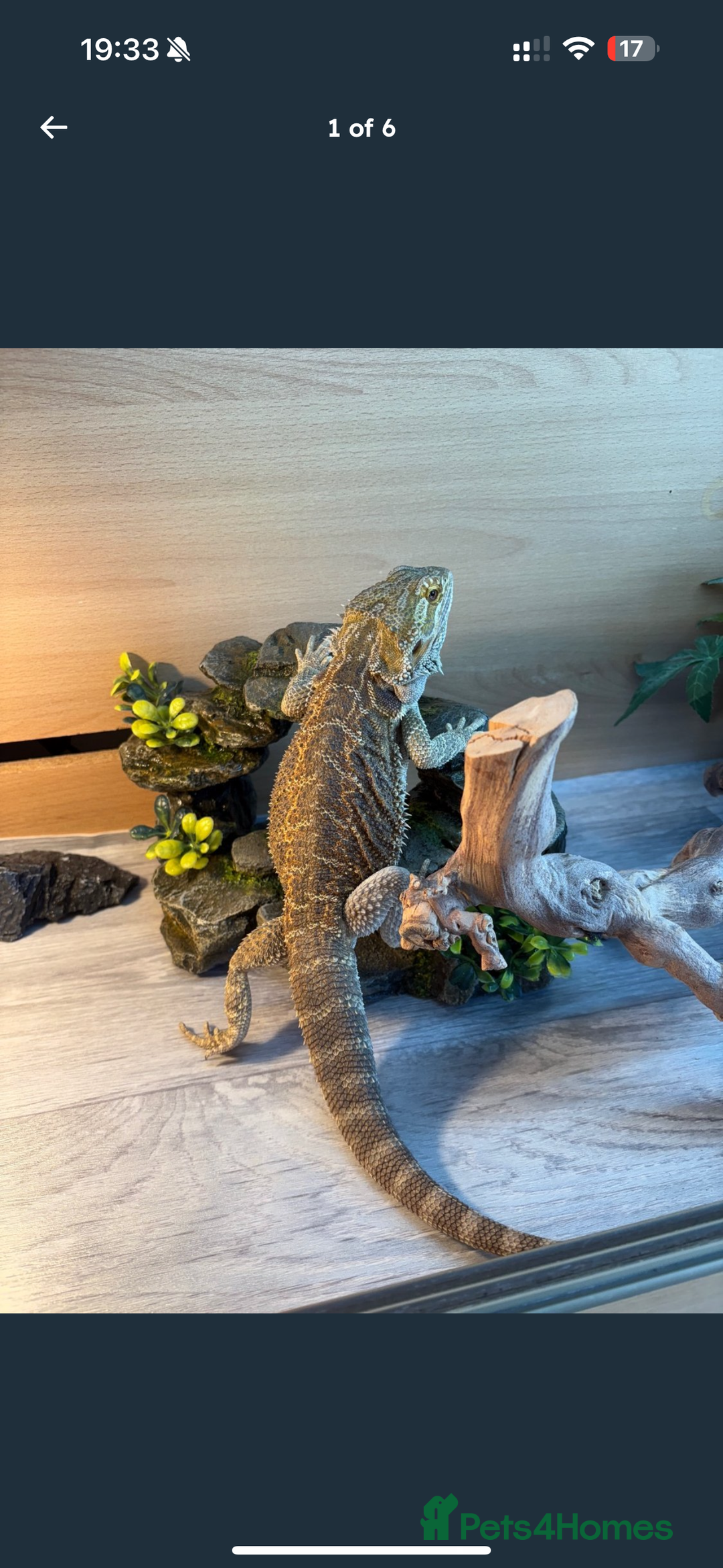 Dragon reptiles for sale: Bearded Dragon  - Image 5