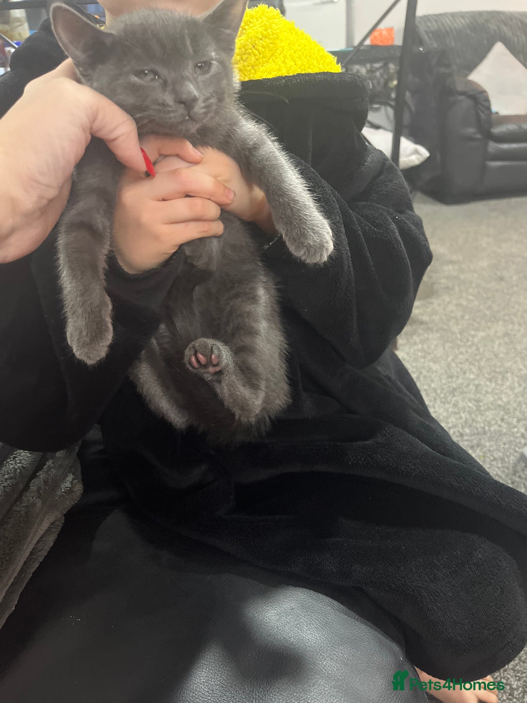 Russian Blue cats for sale: 1 beautiful Russian blue female left  - Image 1