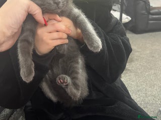 Russian Blue cats for sale - Advert 1