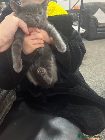 Russian Blue cats - Advert 1