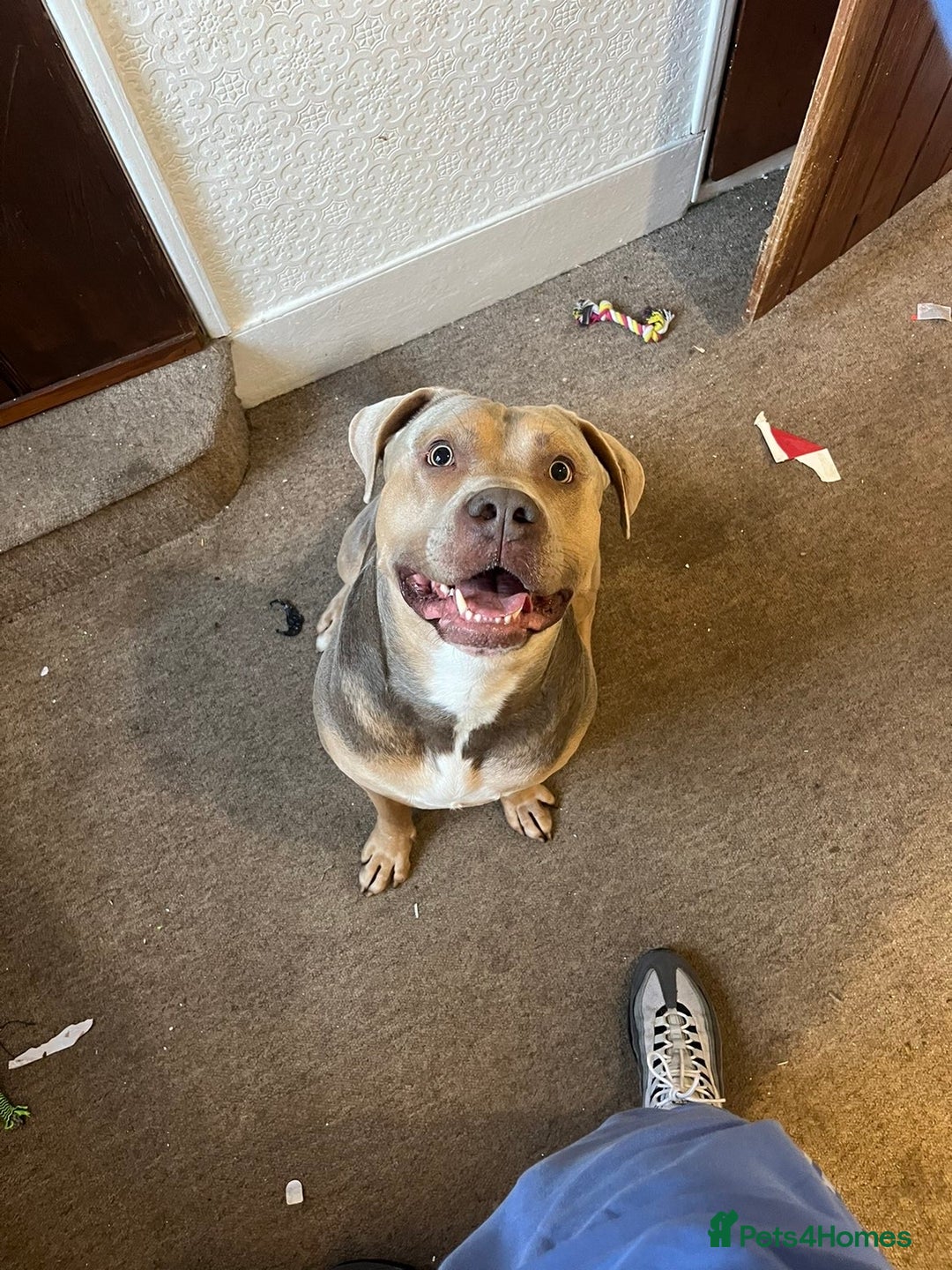 Cane Corso dogs for stud: Cane corso cross staff for stud  - Advert 6