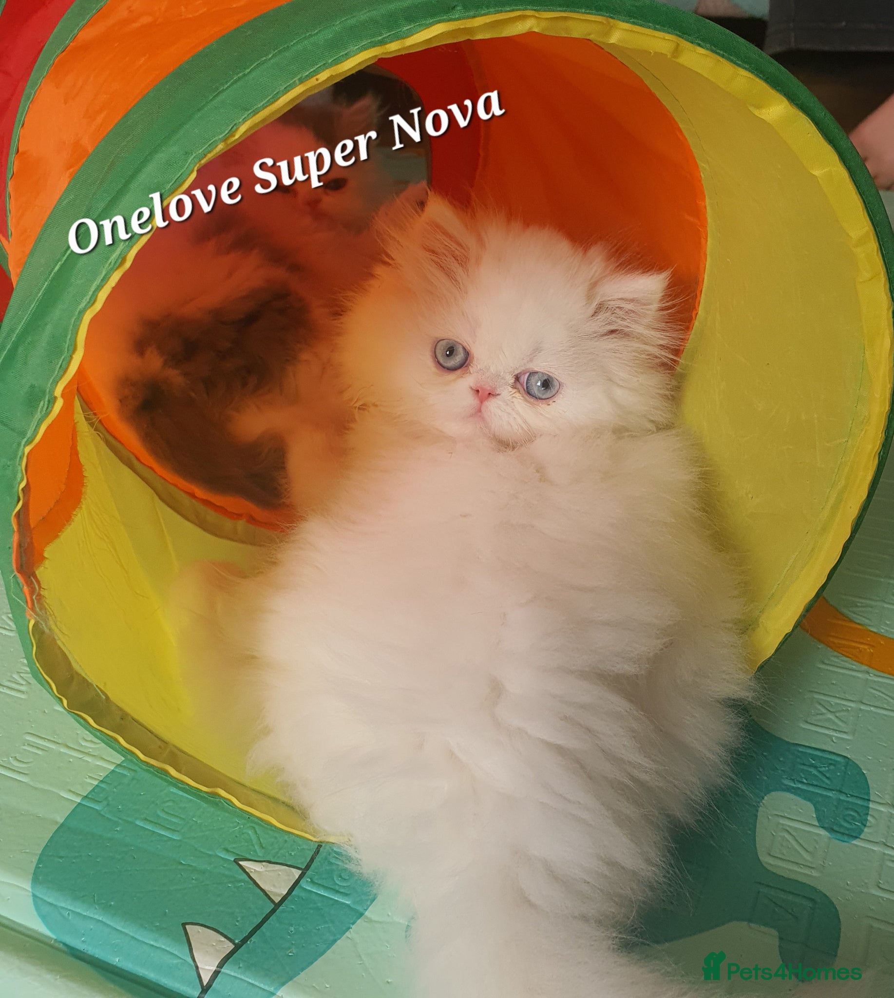 Persian cats 🎀GCCF Persian Kitten ONE GIRL LEFT To VEIW - Advert 12