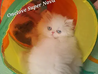 Persian cats 🎀GCCF Persian Kitten ONE GIRL LEFT To VEIW - Advert 12