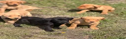 Labrador Retriever dogs for sale: 7 gorgeous kc Labrador puppies - Advert 10