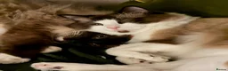 Ragdoll cats for sale: Beautiful ragdoll boy  - Advert 2
