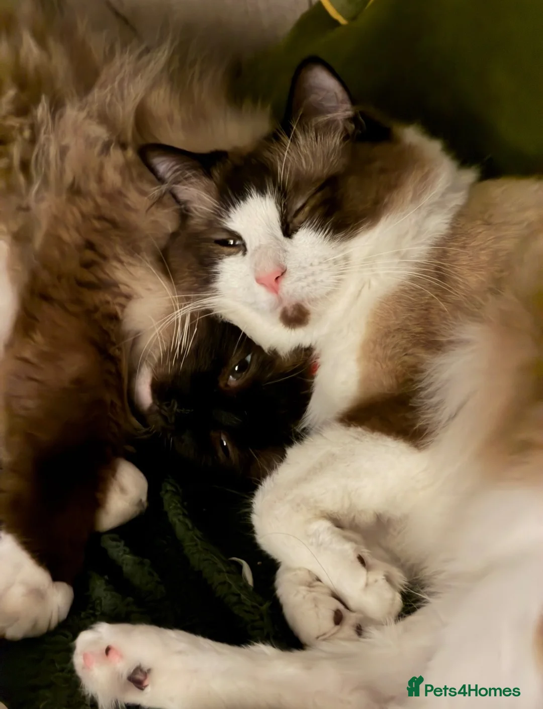 Ragdoll cats for sale: Beautiful ragdoll boy  - Advert 2