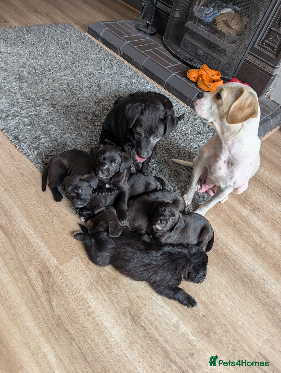 Mixed Breed dogs for sale: Patterdale cross American bulldog  - Image 6