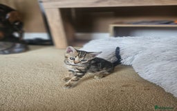 Bengal cats for sale: Bengal kittens. Absolutely beautiful!  - Image 32