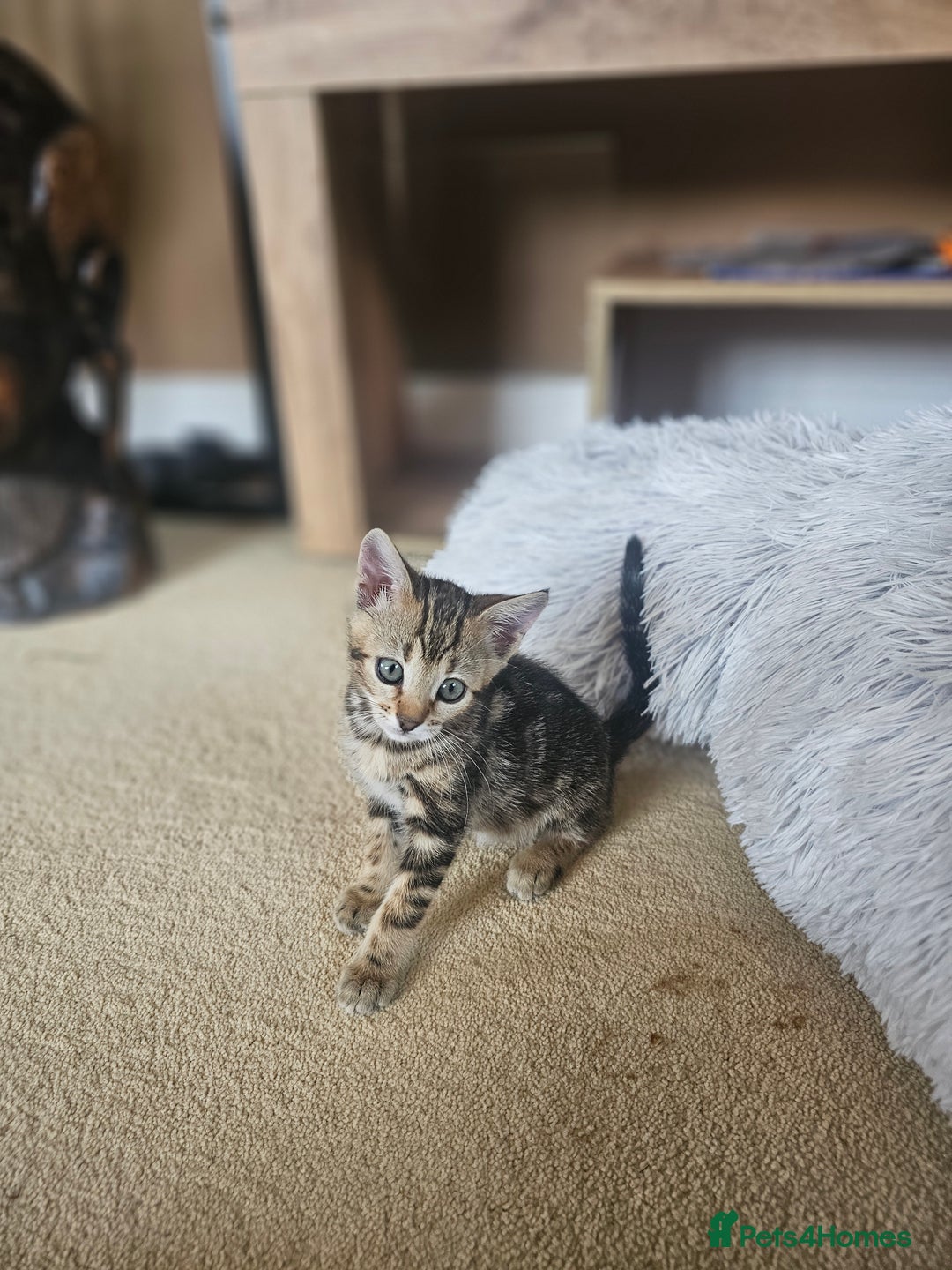 Bengal cats for sale: Bengal kittens. Absolutely beautiful!  - Image 32