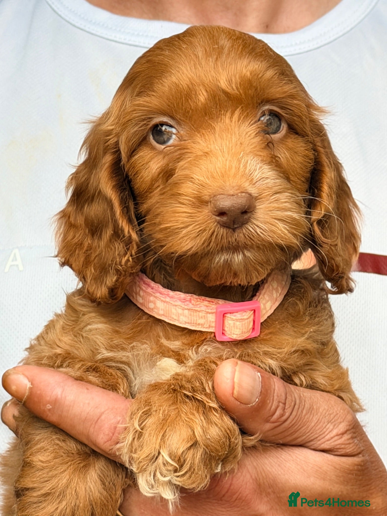 Cockapoo dogs F1 Cockapoo Pups Ready to go if you are Ready  - Advert 1