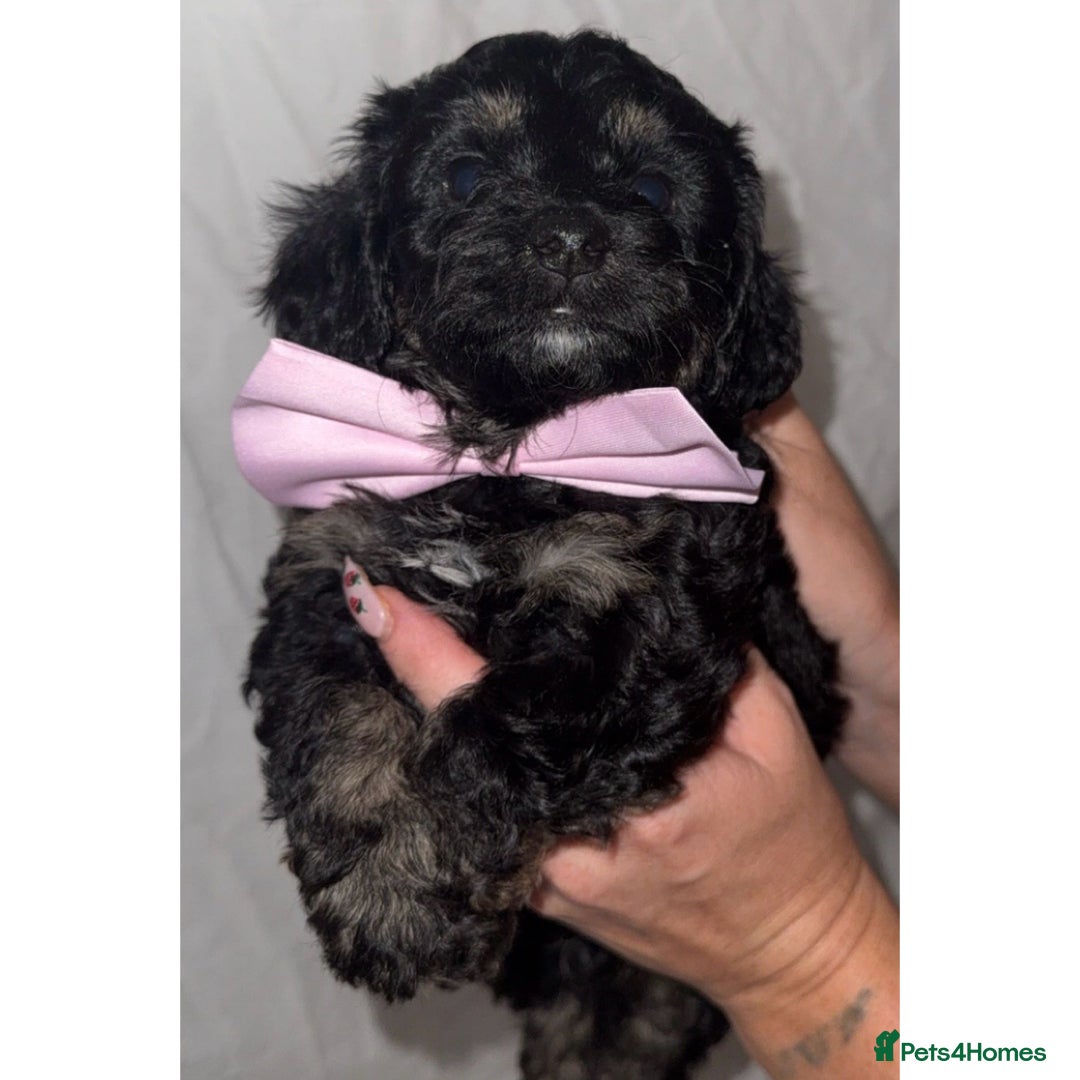 Dachshund dogs for sale: DOXIEPOO PUPPIES  - Image 6