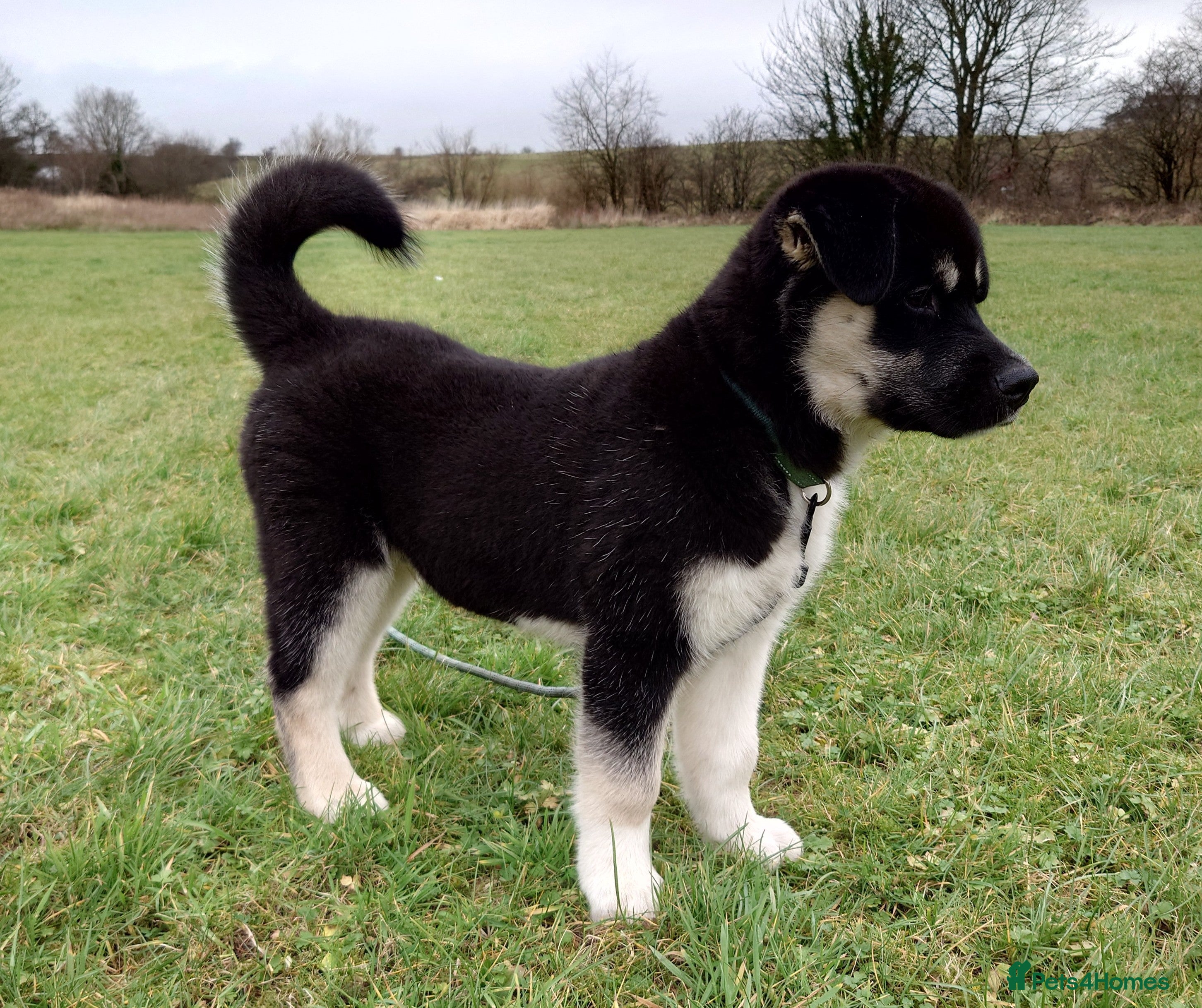 Mixed Breed dogs Siberian Husky x (Alaskan Malamute x English Bull) - Advert 1
