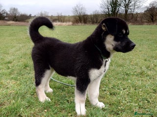 Mixed Breed dogs Siberian Husky x (Alaskan Malamute x English Bull) - Advert 1