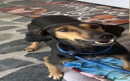 Mixed Breed dogs for adoption: Cinnamon needs a loving home  - Image 1