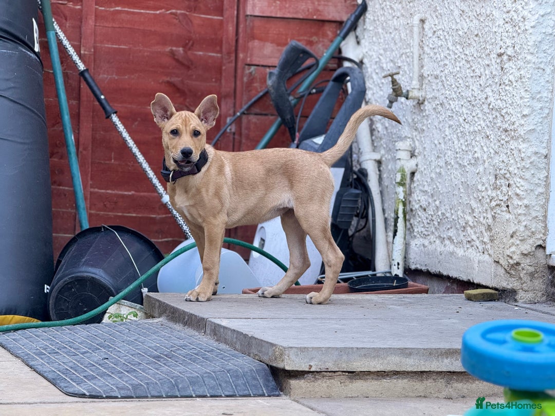 Mixed Breed dogs for sale: Lexi 7 Months old - Advert 10