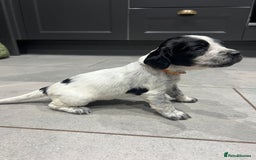 Sprocker dogs for sale: F3 high quality Sprocker’s, strong genes 5 weeks - Image 4