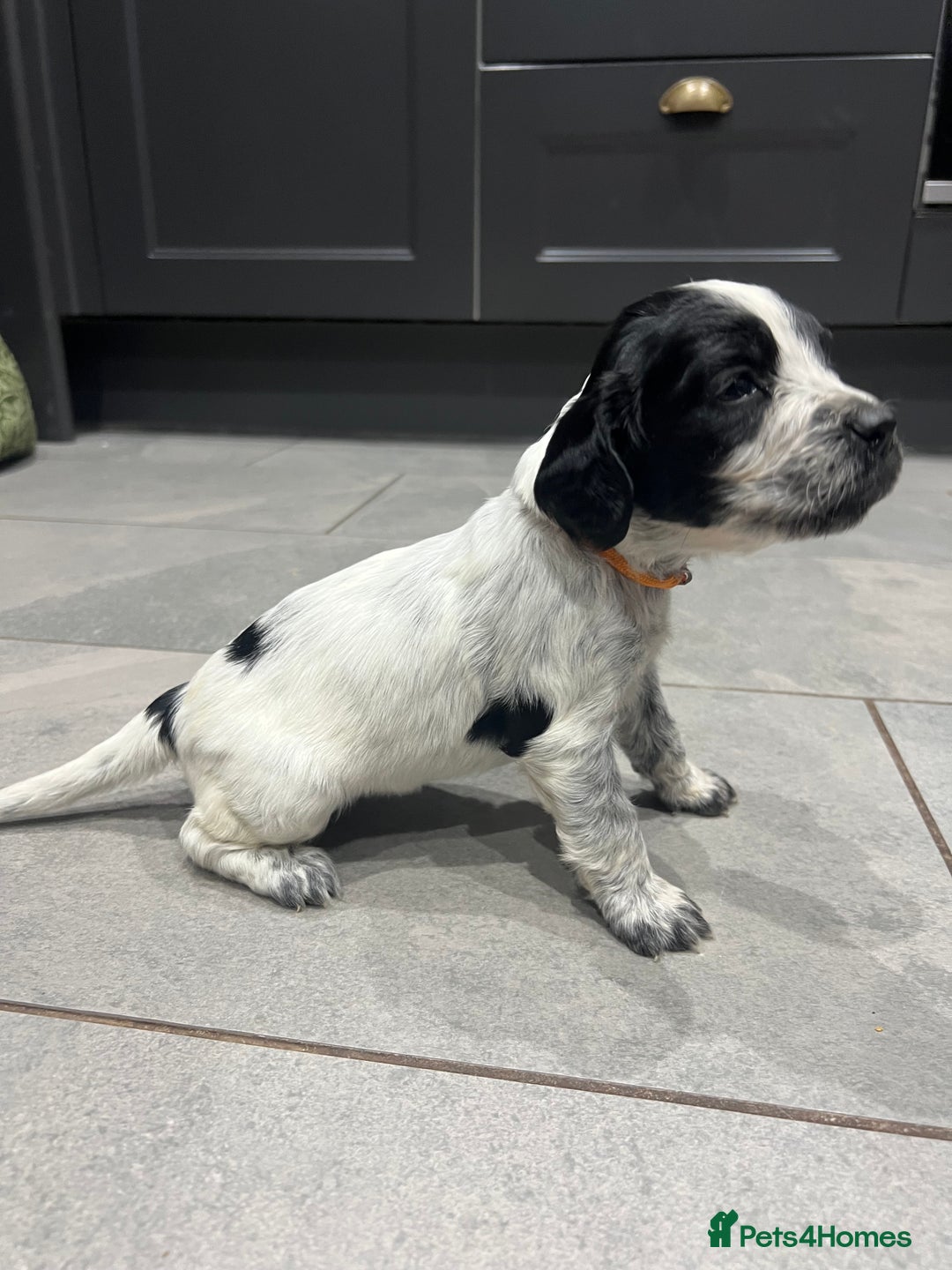 Sprocker dogs for sale: F3 high quality Sprocker’s, strong genes 5 weeks - Image 4