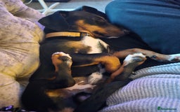 Mixed Breed dogs for sale: Lovely Jimmy needs a new home ASAP. - Image 5