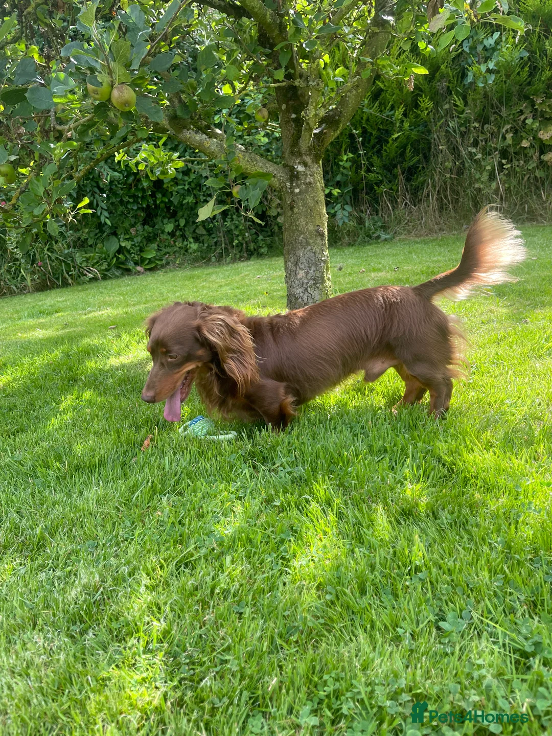 Miniature Dachshund dogs for stud: Choc & Tan LONGHAIR Mini Dachshund STUD PRINCETON - Advert 6