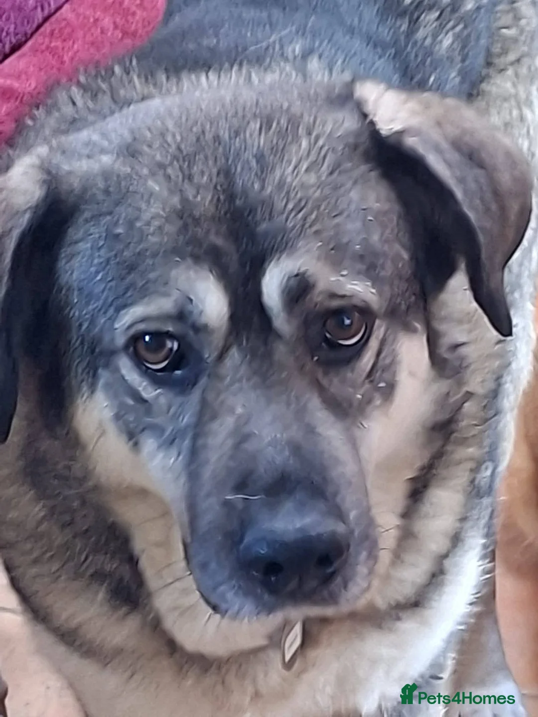 Mixed Breed dogs for adoption: Meet Zena,currently residing in Carmarthenshire  in Carmarthen - Advert 8