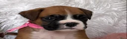 Boxer dogs for sale: Beautiful boxer puppies  - Advert 7
