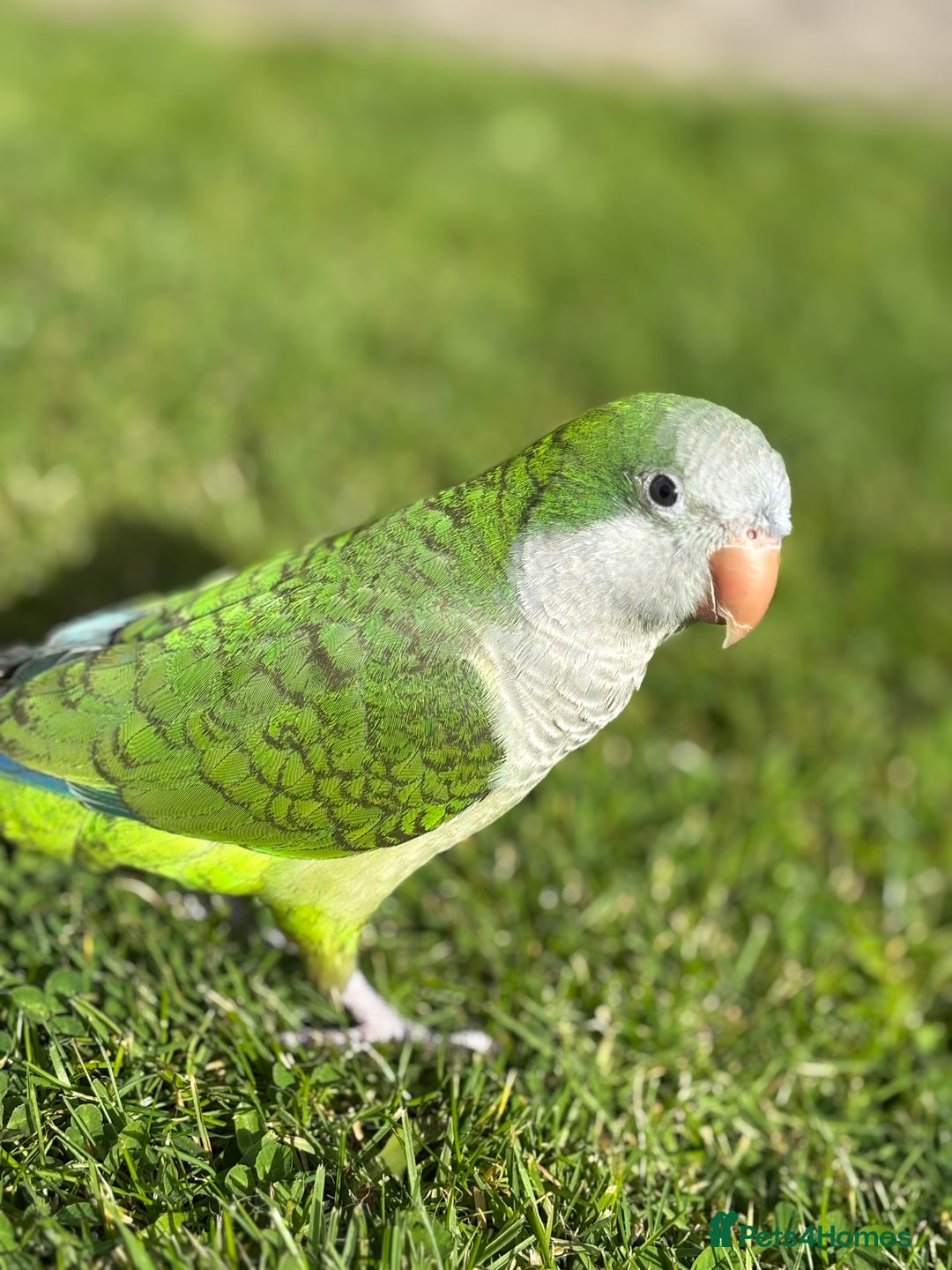 Parrots birds for sale: Rocky -Quaker  - Image 1