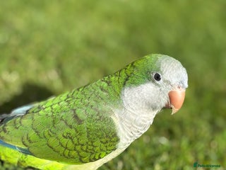 Parrots birds Tame talking Rocky the green Quaker parrot - Advert 21